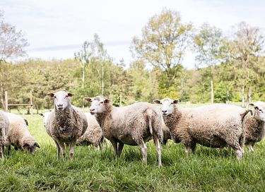 Glamplodge met privé sanitair in Friesland - 21