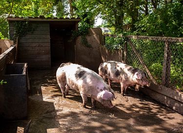 Glamping à la ferme des vaches laitières - 7