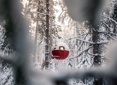 Tente glamping unique en pleine forêt - 6