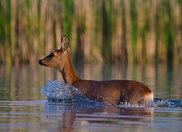 Biebosch insolite sur l'eau - 15