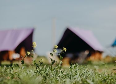Uniek kamperen op Festival-achtige glamping  - 8