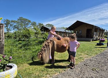Glamping op een boerderij in Friesland - 2