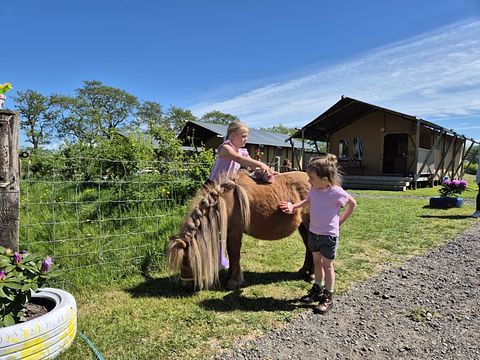 Glamping op een boerderij in Friesland - 2