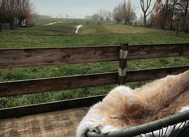 Tiny House in boomgaard tussen de schapen - 21