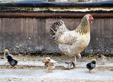 Landelijk gelegen groepsaccommodatie  - 41