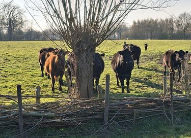 Overnachten in romantische yurt  - 23