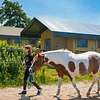  Glamping on horse farm near the coast