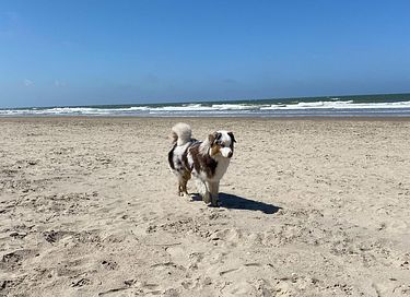 Ferienwohnung in der Nähe der Dünen und des Strandes - 29