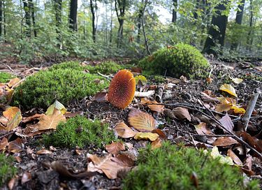 Tough luxury Scandinavian forest lodge on Veluwe - 48