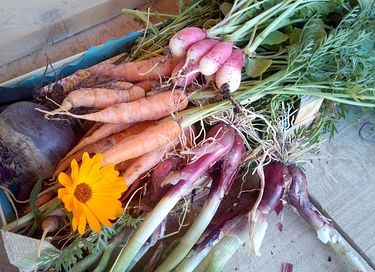 Alojamiento ecológico rural en España - 28
