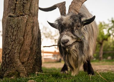 Bijzonder houten huisje tussen de dieren - 47