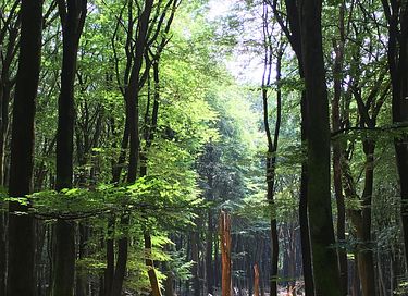 Knus boshuisje midden in de Veluwe - 24