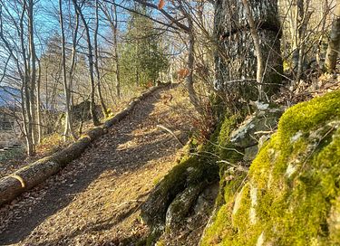 Selbstversorgendes Übernachten im Wald - 30