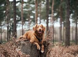Dog friendly