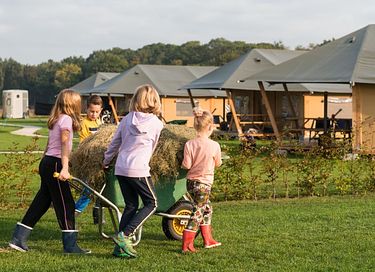 Glamping à la ferme des Alpagas - 3
