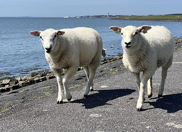 Hotel met mooie ligging op Terschelling - 38