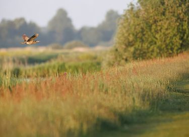Vrijstaand huisje met eigen sloot - 35
