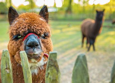 Grande tente de safari pour 6 personnes à Flevoland - 11