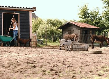 A small cabin among the animals near Appelscha - 20