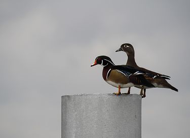 Uniek overnachten op het water - 14