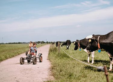 Übernachten inmitten der Kühe in Groningen - 42