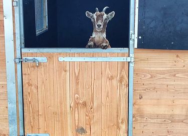 Glamping (5p) near Zutphen - 23