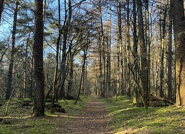 Knus natuurhuisje vlakbij het bos - 24