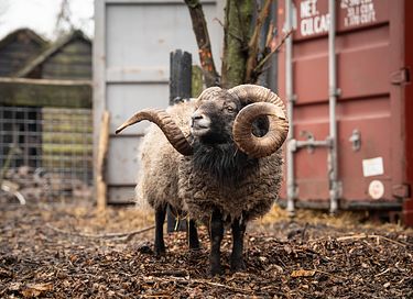 Bijzonder houten huisje tussen de dieren - 45