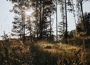 Lodge de luxe dans les arbres avec sauna - 41
