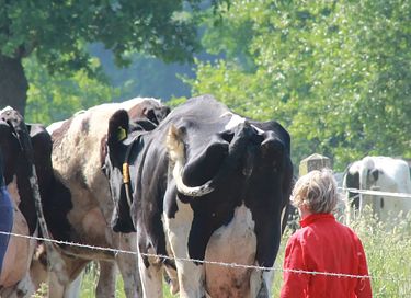Luxe tenthuisje met hottub op boerderij - 34