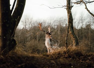 6-persoons vakantiehuis op de Veluwe - 35