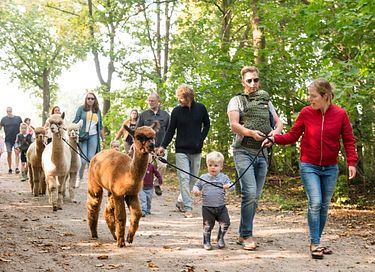 Glamping à la ferme des Alpagas - 18