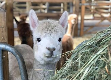 Tiny House (hot tub) overlooking Alpacas - 26