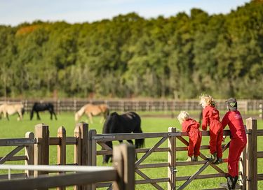  Glamping à la ferme à cheval et à poney - 6