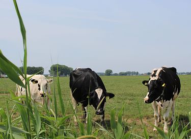 Landelijk genieten in een camping pod - 18