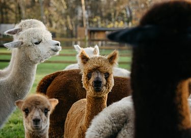 Tiny House (hot tub) overlooking Alpacas - 24