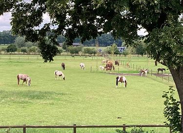 Overnachting op een ranch incl. paardrijles - 8