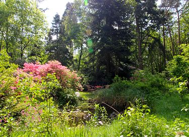 Einzelner Zirkuswagen im Wald - 9