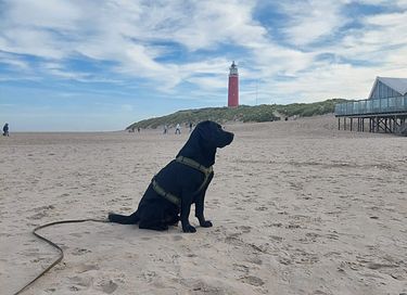 Bolig på Texel tæt på stranden og skoven - 25
