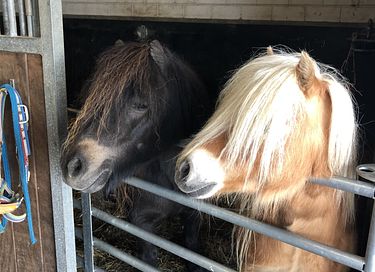 Luxe vakantiehuis tussen de IJslandse paarden - 2