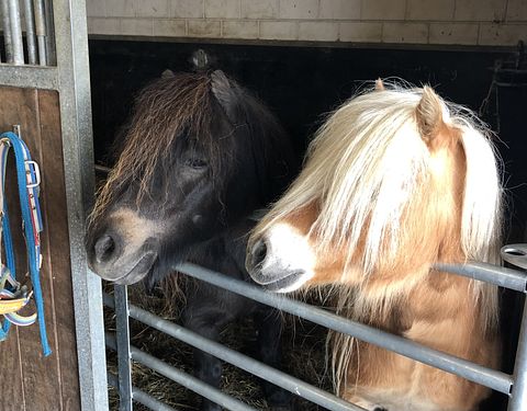 Luxe vakantiehuis tussen de IJslandse paarden - 2