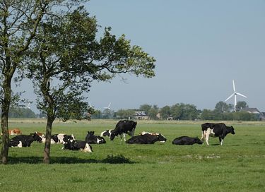 Glamping op een boerderij in Friesland - 19