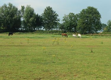 XL Zirkuswagen in Ruhe und Natur - 11