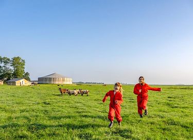 Glamping à la ferme des vaches laitières et des veaux - 3