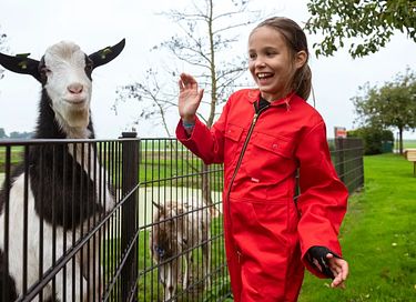 Glamping à la ferme des vaches laitières et des veaux - 11