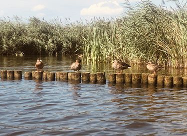 Gemütlicher Zirkuswagen auf einer malerischen Insel - 22
