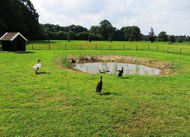 Maison de vacances magnifiquement située à l'orée de la forêt - 17