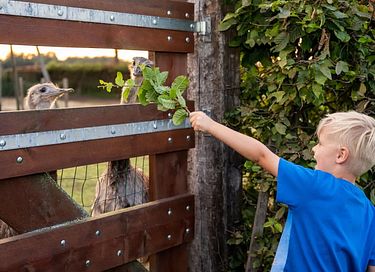 Glamping op veehouderij en akkerbouwboerderij - 16