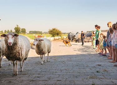 Glamping auf einem Schafbauernhof in Zeeland - 3