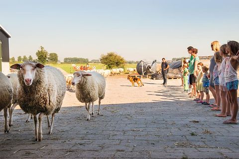 Glamping auf einem Schafbauernhof in Zeeland - 3